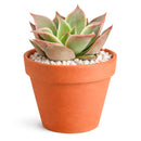 2 inch Echeveria Madiba in black plastic pot, Cute desk plants, Small potted plants for office, Buy small indoor plants online, Affordable small indoor plants