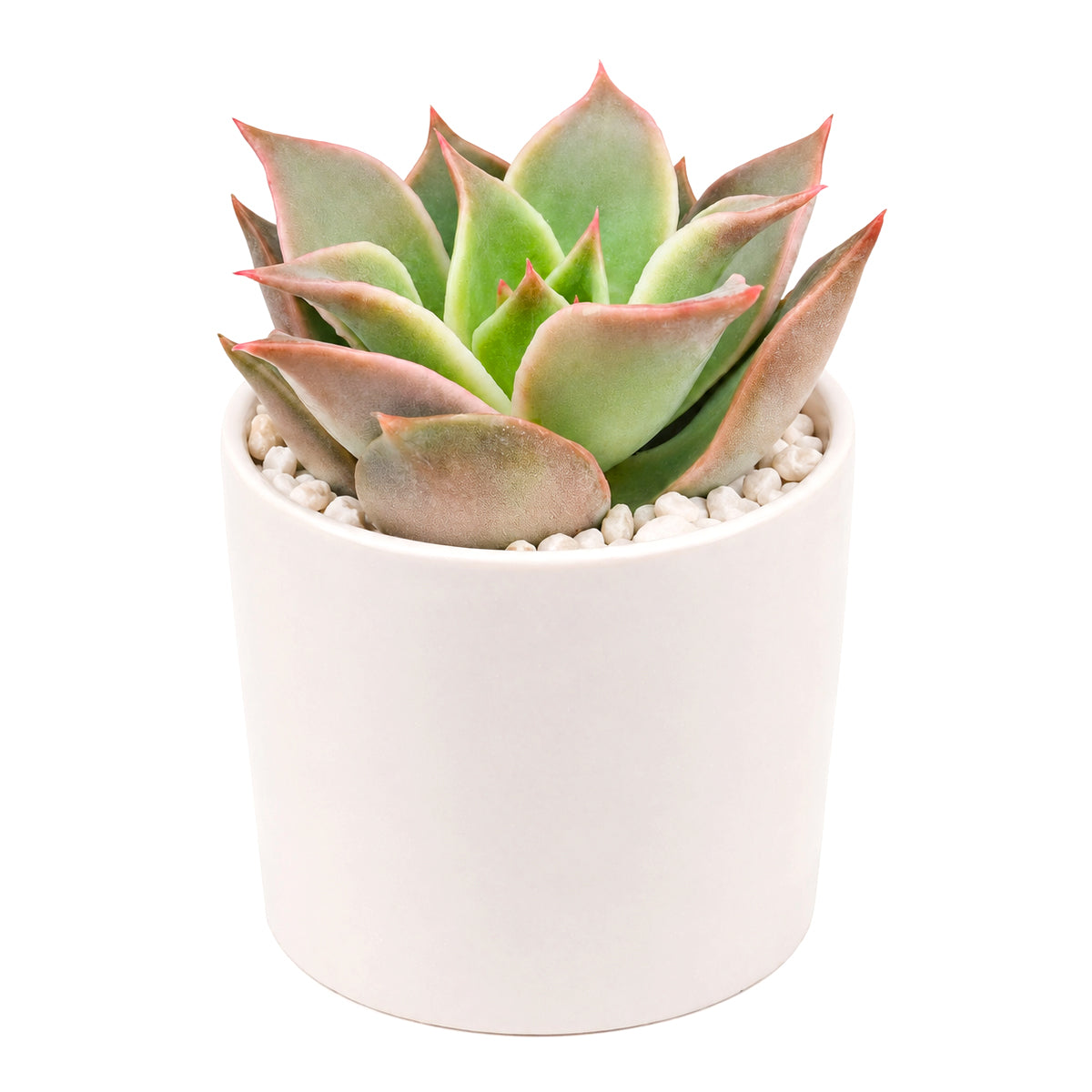 Succulent plant in a white pot on a white background