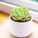 2 inch Mindo Ilin Echeveria, Succulent plants for sale, Succulent gifts, Growing succulents indoors, Small indoor plants,