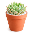 2 inch Mindo Ilin Echeveria, Succulent plants for sale, Succulent gifts, Growing succulents indoors, Small indoor plants,
