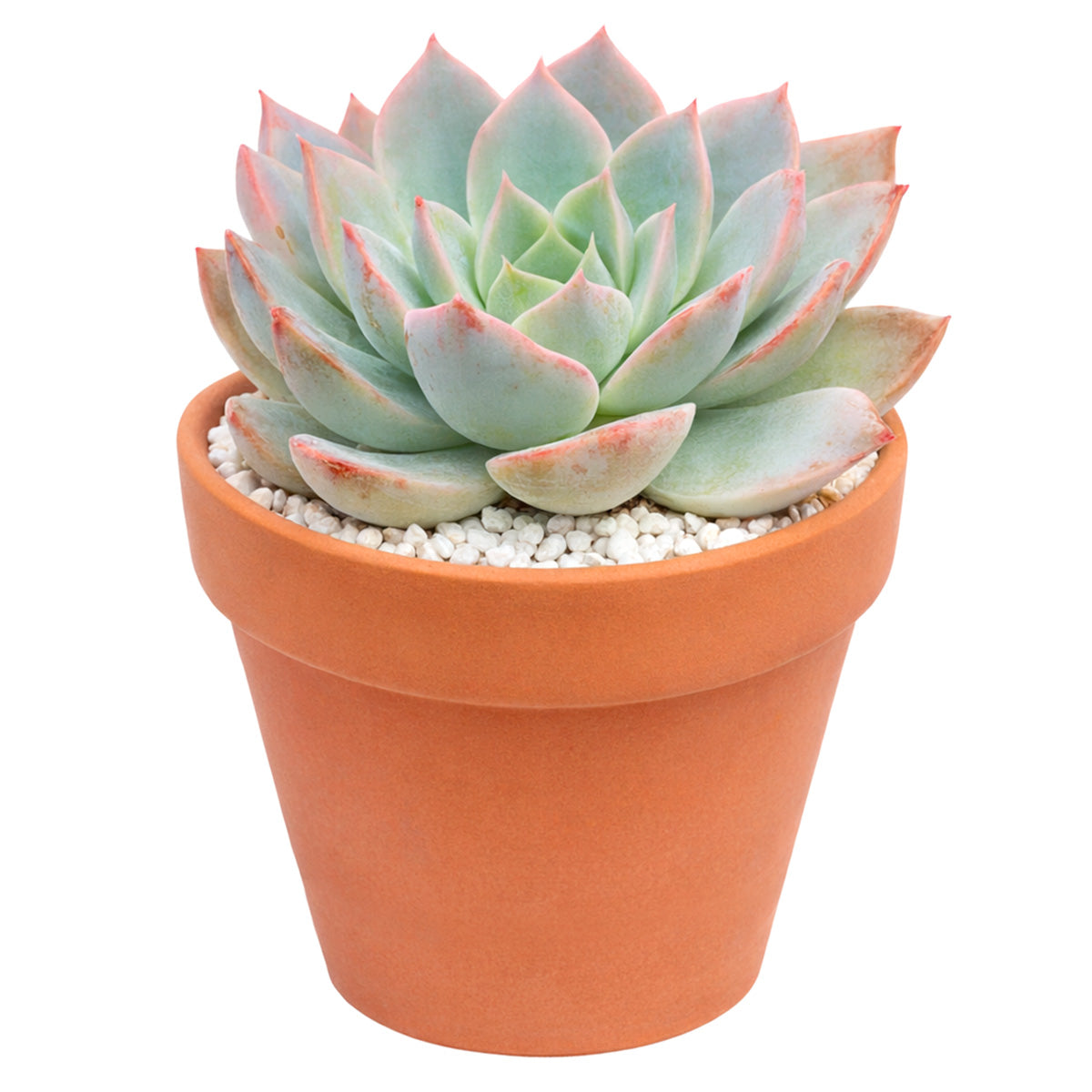 Echeveria Subsessilis Succulent - Echeveria Morning Beauty
