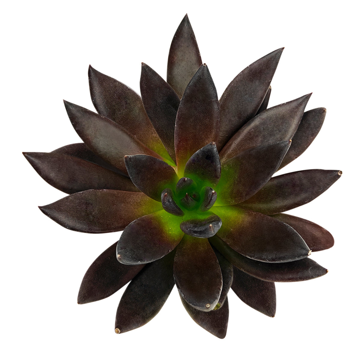 2 inch Echeveria 'New Black', dark color succulents, indoor succulents for sale, black succulents