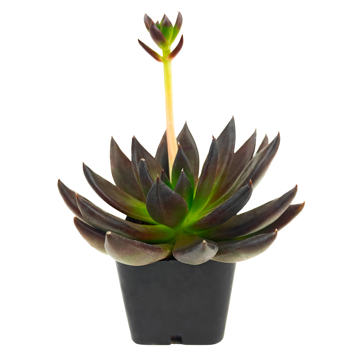 2 inch Echeveria 'New Black', dark color succulents, indoor succulents for sale, black succulents