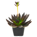 2 inch Echeveria 'New Black' in black plastic pot, Echeveria 'New Black' for sale, buy succulents online, easy to grow succulents