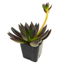 2 inch Echeveria 'New Black' in black plastic pot, Echeveria 'New Black' for sale, buy succulents online, easy to grow succulents