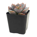 Echeveria 'Orion'