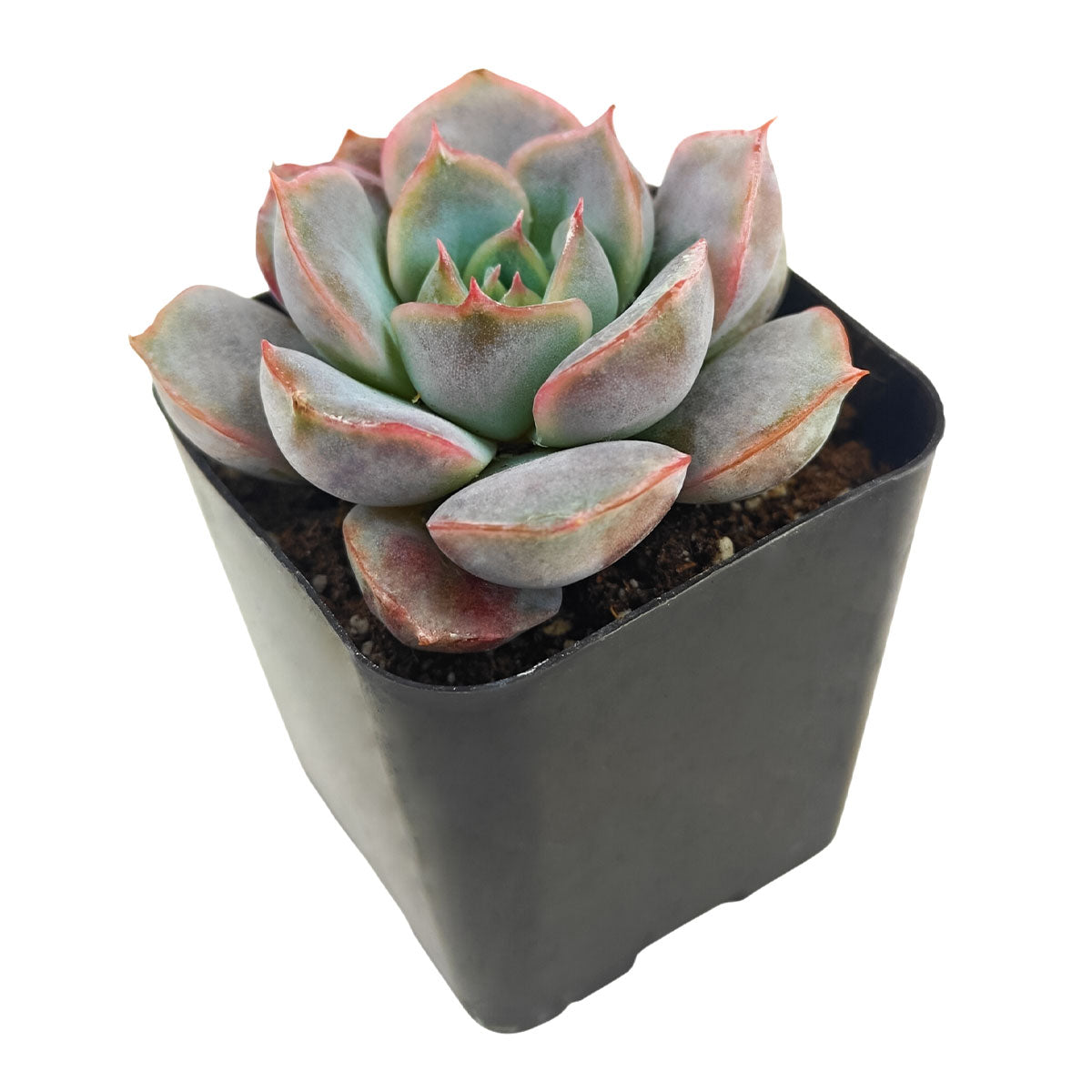Echeveria 'Orion'