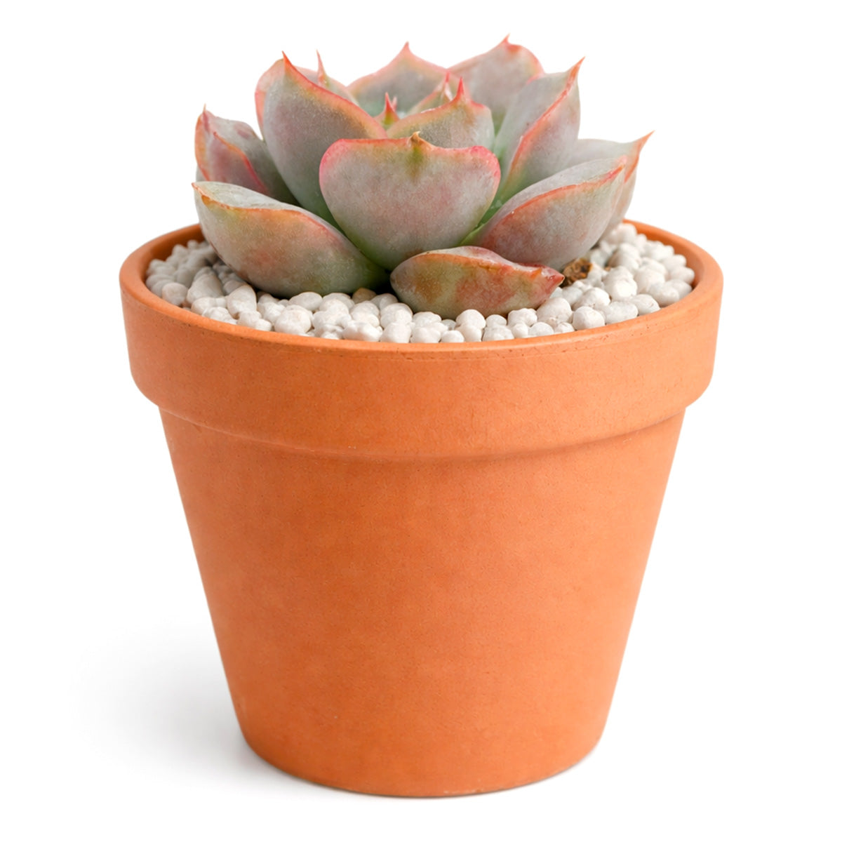 buy succulents online, rare succulent, succulent shop, unusual succulents, succulent store, succulents online