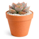 buy succulents online, rare succulent, succulent shop, unusual succulents, succulent store, succulents online