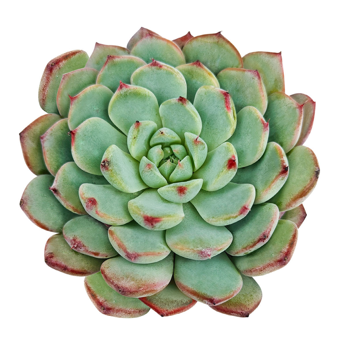 2 inch Echeveria Pinwheel, colorful succulents, 2 inch indoor succulents for sale, buy Echeveria Pinwheel online