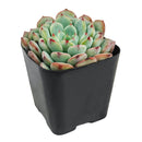 2 inch Echeveria Pinwheel, colorful succulents, 2 inch indoor succulents for sale, buy Echeveria Pinwheel online