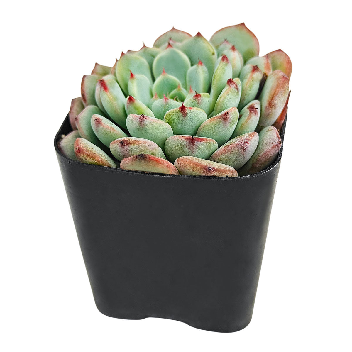 2 inch Echeveria Pinwheel, colorful succulents, 2 inch indoor succulents for sale, buy Echeveria Pinwheel online