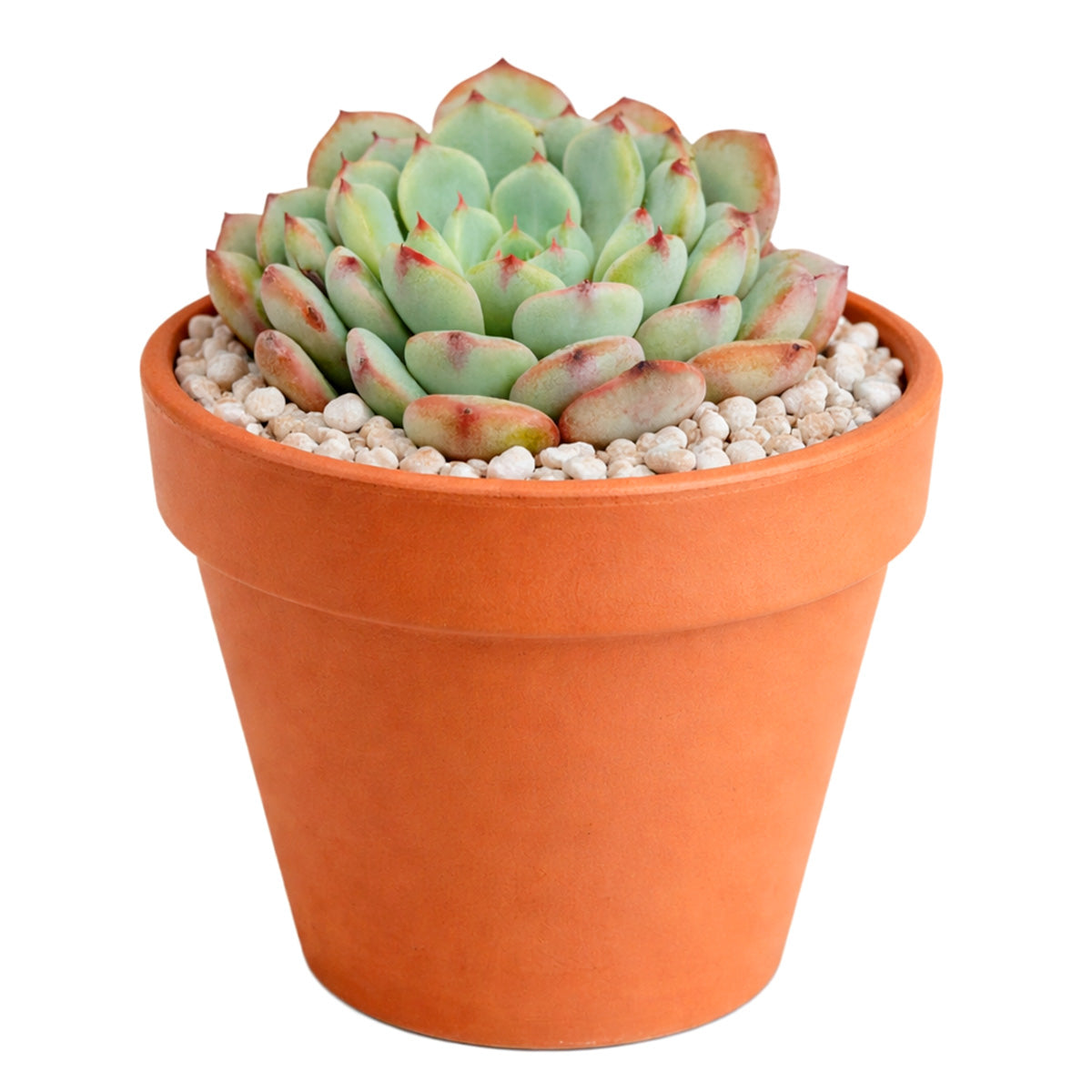 2 inch Echeveria Pinwheel, colorful succulents, 2 inch indoor succulents for sale, buy Echeveria Pinwheel online