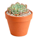 2 inch Echeveria Pinwheel, colorful succulents, 2 inch indoor succulents for sale, buy Echeveria Pinwheel online