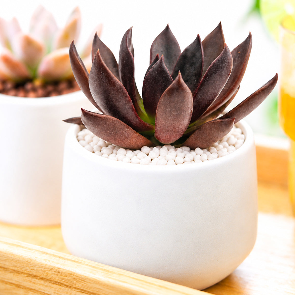 Echeveria Preta for sale, how to grow succulents, succulent plant, succulent care tips, succulent subscription, succulents garden, Succulents, Succulents shop near me, Rare succulents