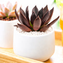 how to grow succulents, succulent plant, succulent care tips, succulent subscription, succulents garden, Succulents, Succulents shop near me, Rare succulents