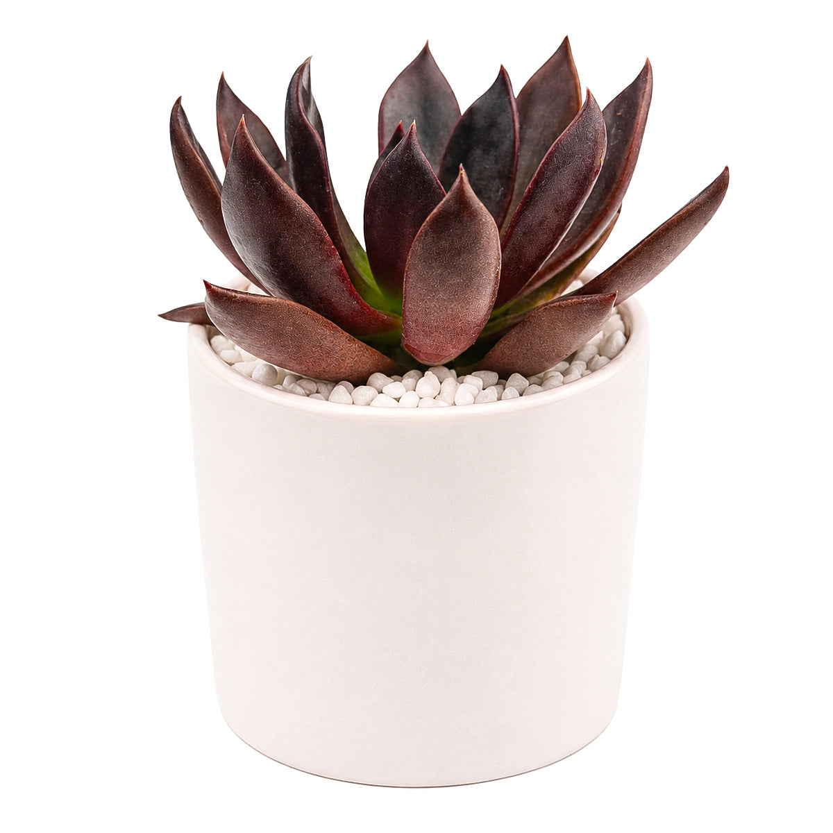 Echeveria Preta for sale, how to grow succulents, succulent plant, succulent care tips, succulent subscription, succulents garden, Succulents, Succulents shop near me, Rare succulents
