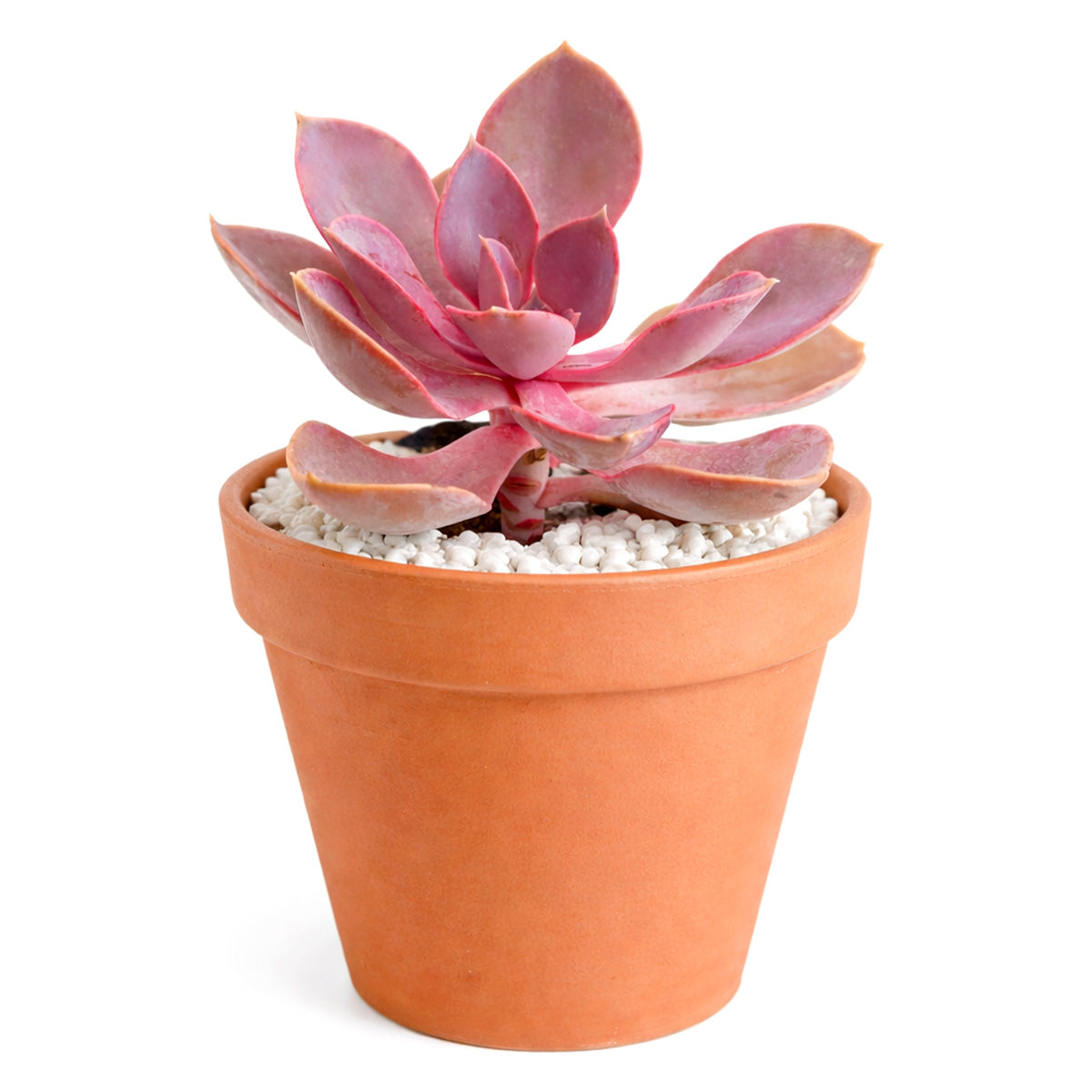 buy unusual succulents online Echeveria Purple Pearl