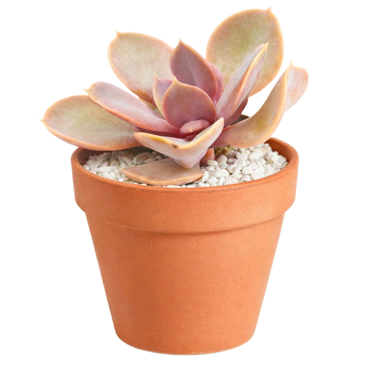 2 inch Echeveria Red Sky, pink succulents, indoor succulents, succulent care guide, buy succulents online