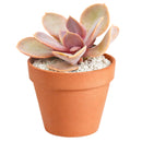 2 inch Echeveria Red Sky, pink succulents, indoor succulents, succulent care guide, buy succulents online