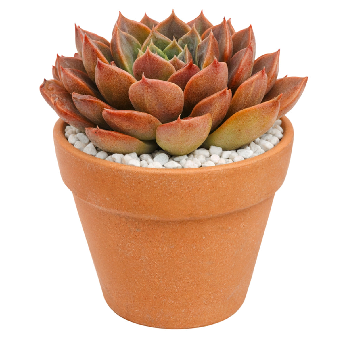 Echeveria 'Romance' for sale, how to grow succulents, succulent plant, succulent care tips, succulent subscription, succulents garden, Succulents, Succulents shop near me, Rare succulents