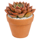 Echeveria 'Romance' succulent for sale online, green succulent, succulent gift ideas