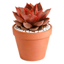 2 inch Echeveria Samba, purple succulents, indoor succulents, succulent care guide, buy succulents online