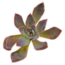 Echeveria 'Silver Shine'