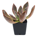 Echeveria 'Silver Shine'