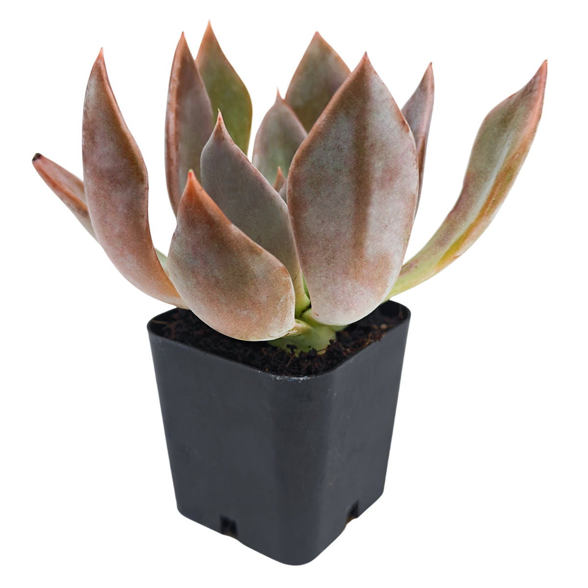 Echeveria 'Silver Shine'