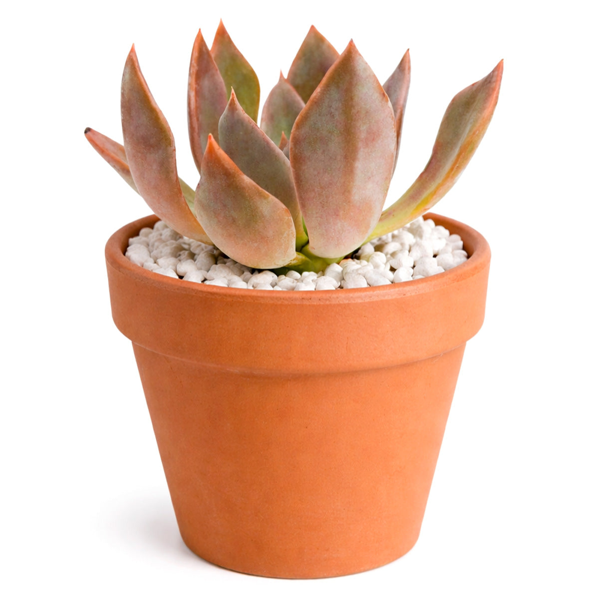 Echeveria 'Silver Shine'