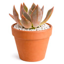 Echeveria 'Silver Shine'