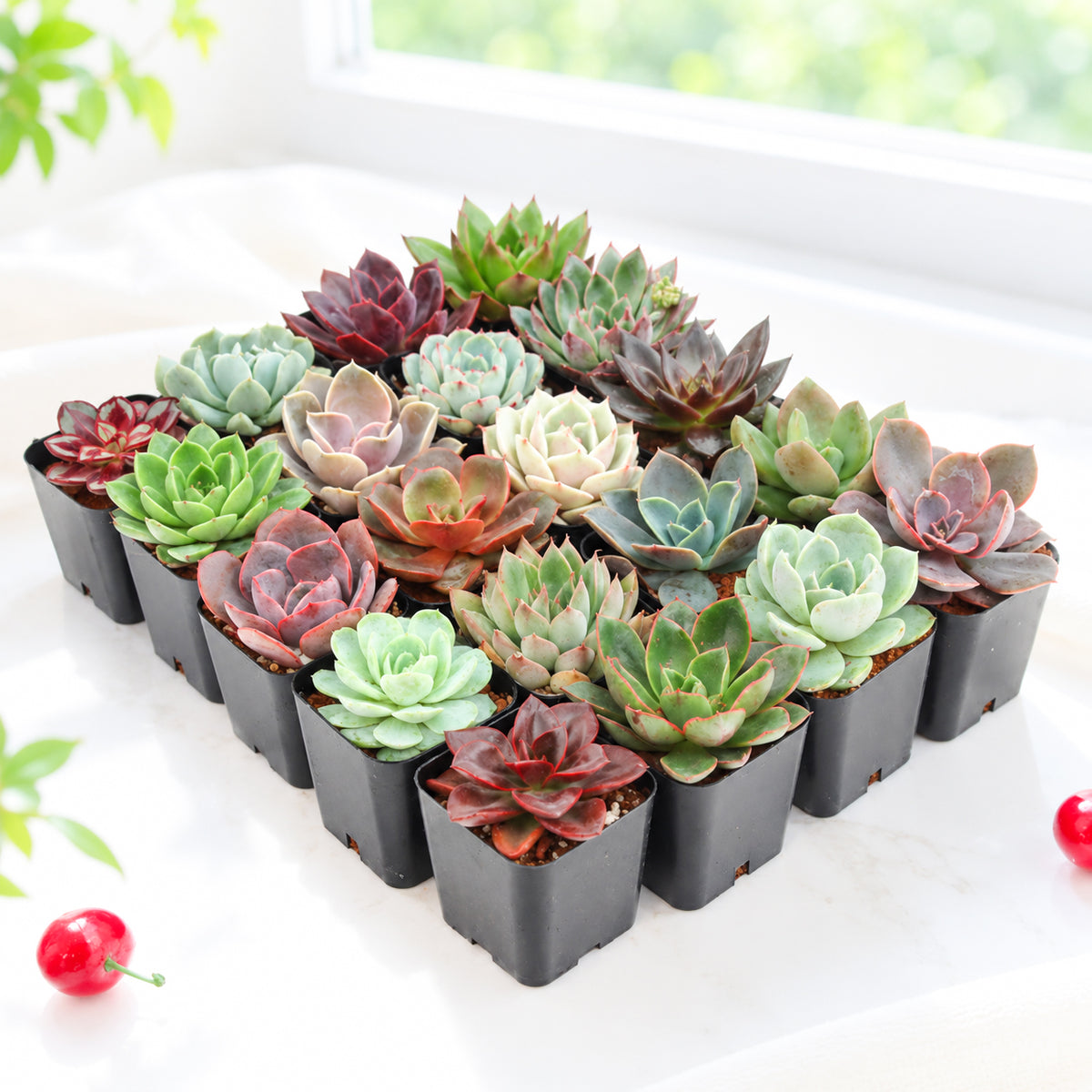 Buy Echeveria Succulent Pack online. A beautiful assortment of live Echeveria succulents featuring colorful rosette shapes, perfect for plant collections, gifts, events, and succulent projects.