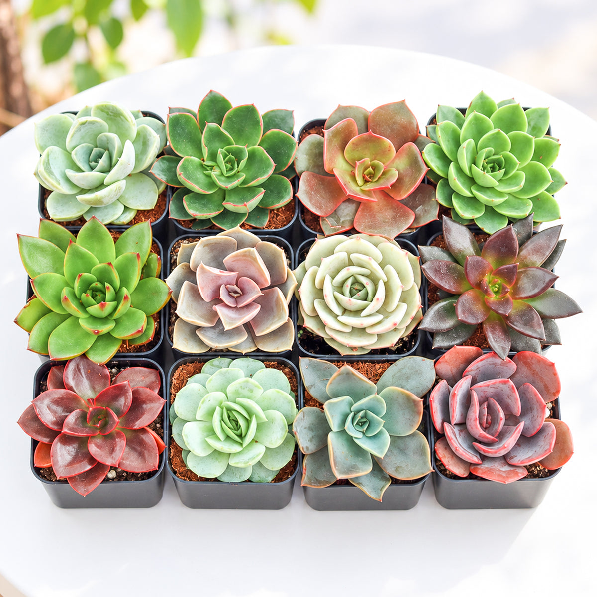 Echeveria Succulent Pack for sale. A lovely mix of live Echeveria plants with colorful, symmetrical rosettes, ideal for gifts, succulent collections, events, and DIY arrangements.