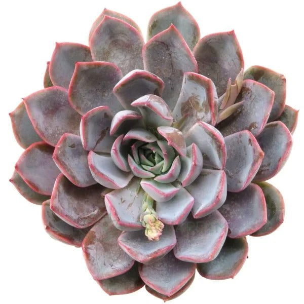 summer succulent plants Echeveria Summer – Stunning Succulent for Your Collection 2 inch / Clay Pot by Succulents Box