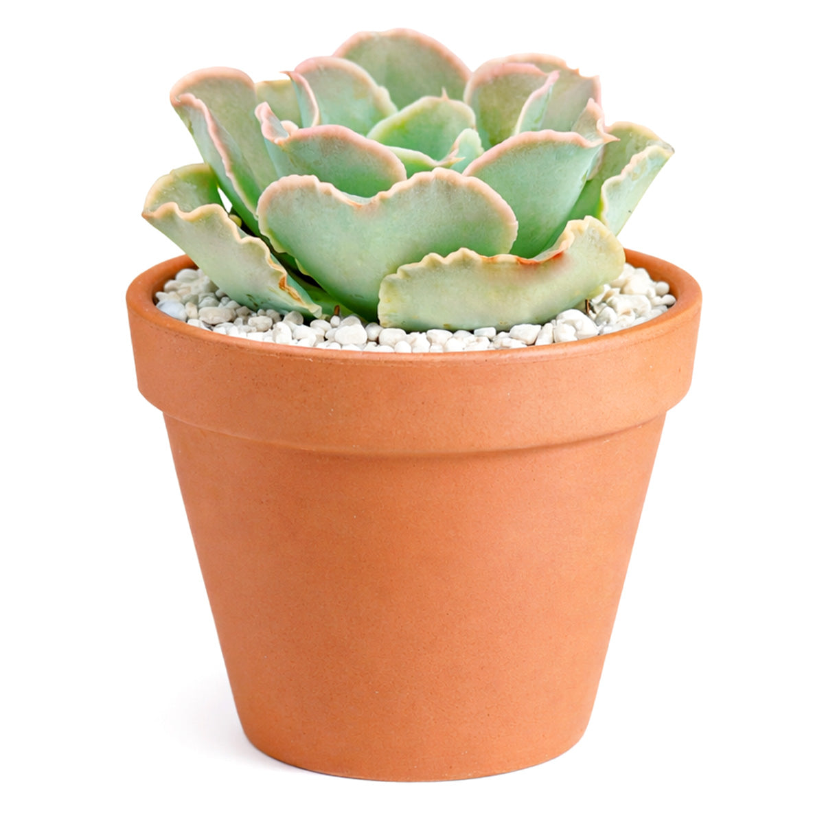 buy Echeveria Water Ripple. buy succulents online, rare succulent, succulent shop, unusual succulents, succulent store, succulents online