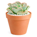 buy Echeveria Water Ripple. buy succulents online, rare succulent, succulent shop, unusual succulents, succulent store, succulents online