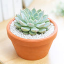 2 inch Echeveria Barca, green succulents, indoor succulents, succulent care guide, buy succulents online