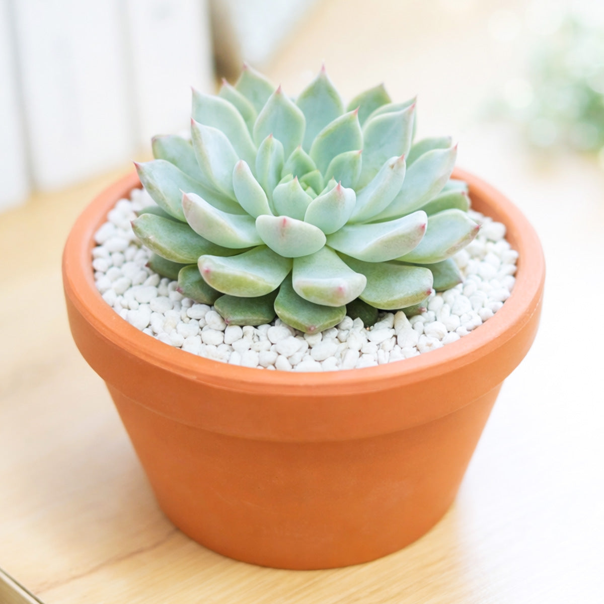 Echeveria 'Barca'