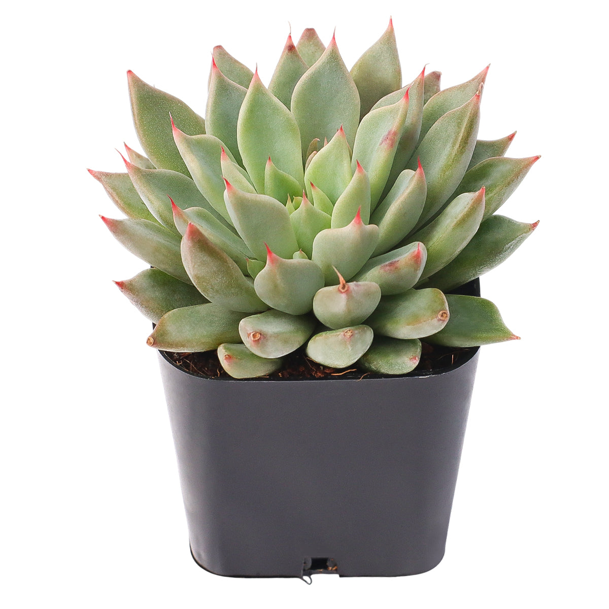 2 inch Echeveria Barca, green succulents, indoor succulents, succulent care guide, buy succulents online