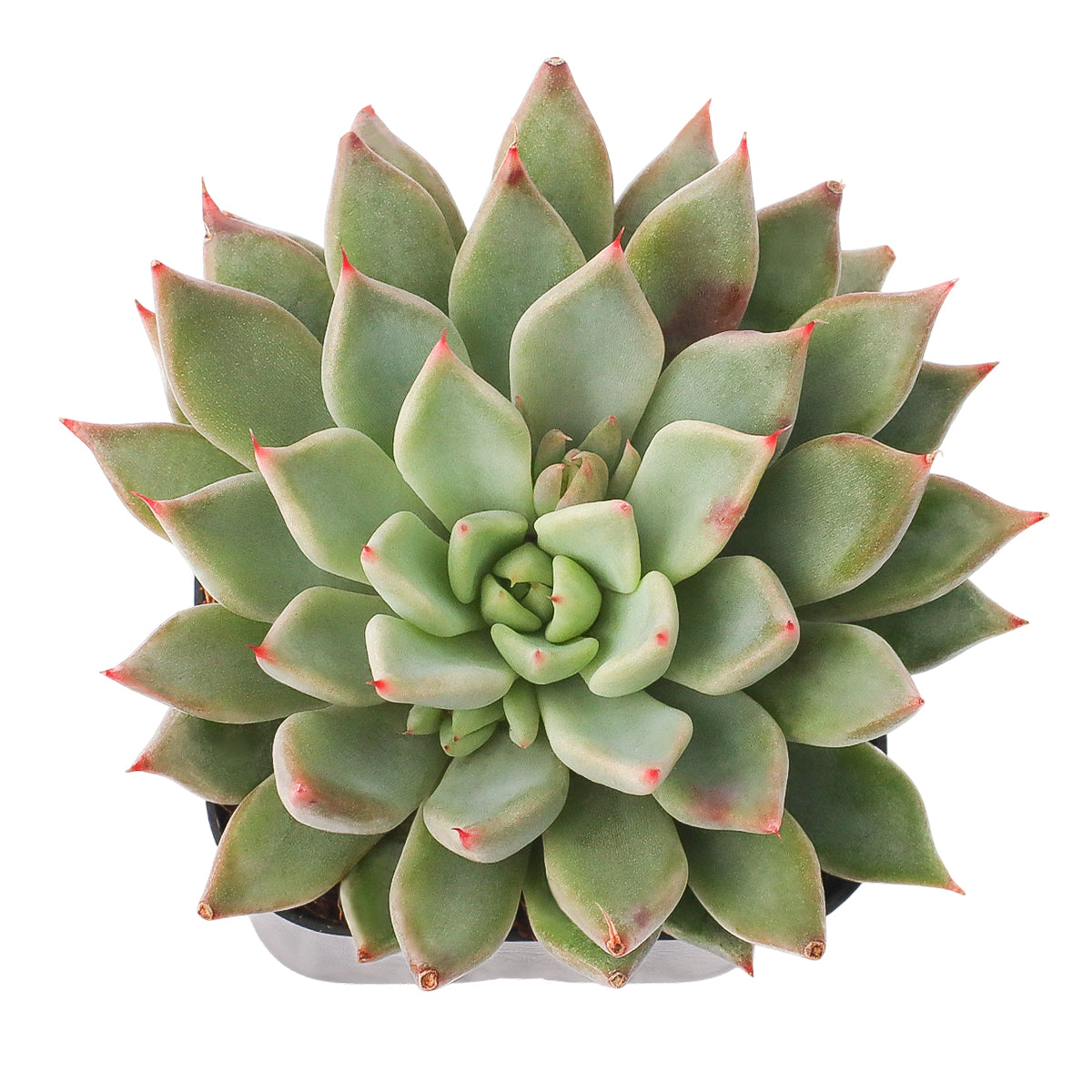 2 inch Echeveria Barca, green succulents, indoor succulents, succulent care guide, buy succulents online
