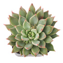 2 inch Echeveria Barca, green succulents, indoor succulents, succulent care guide, buy succulents online