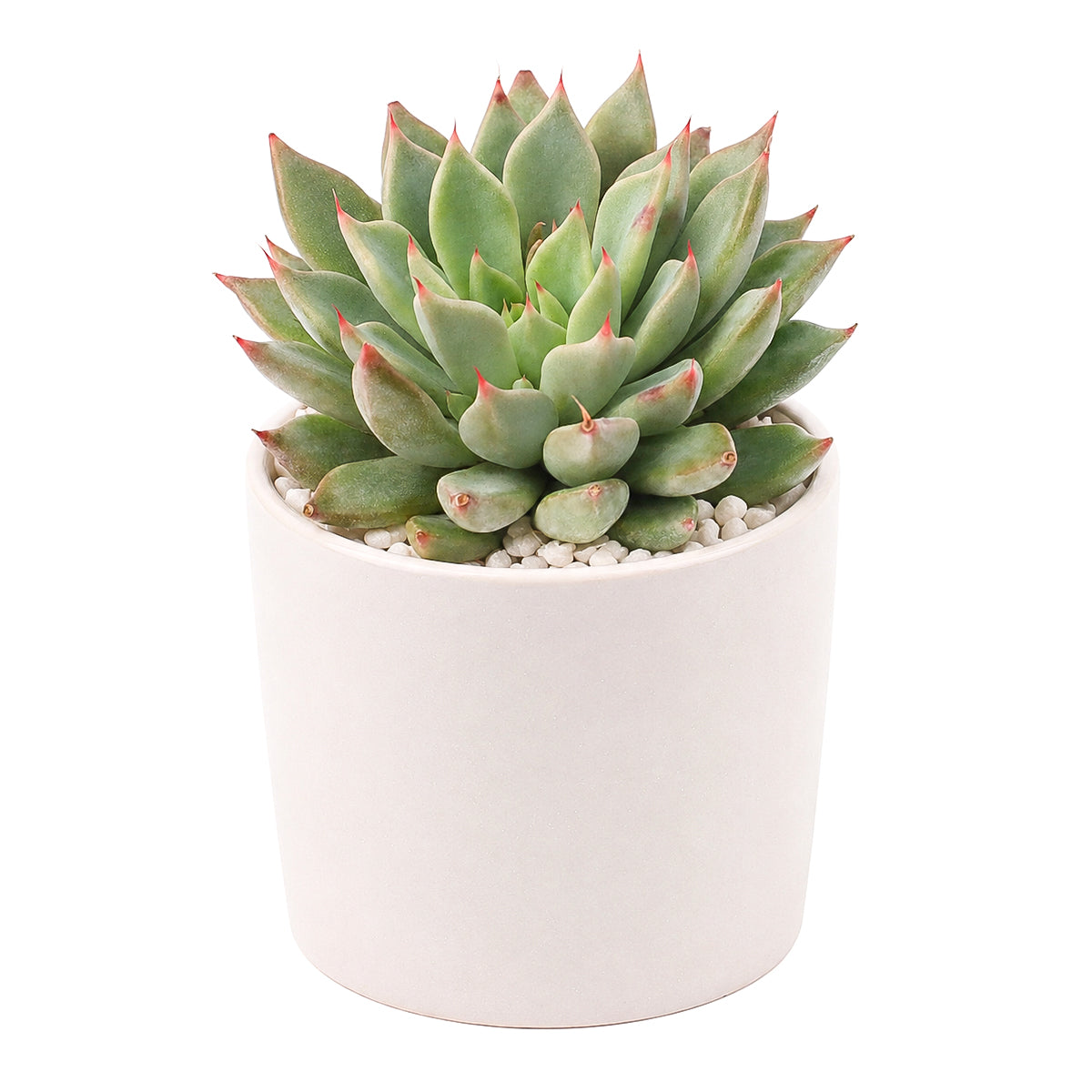 2 inch Echeveria Barca, green succulents, indoor succulents, succulent care guide, buy succulents online