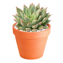 2 inch Echeveria Barca, green succulents, indoor succulents, succulent care guide, buy succulents online