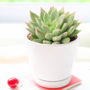 2 inch Echeveria Barca, green succulents, indoor succulents, succulent care guide, buy succulents online