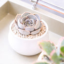 2 inch Echeveria Big Lilac, green succulents, indoor succulents, succulent care guide, buy succulents online