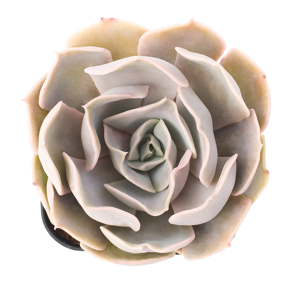2 inch Echeveria Big Lilac, green succulents, indoor succulents, succulent care guide, buy succulents online