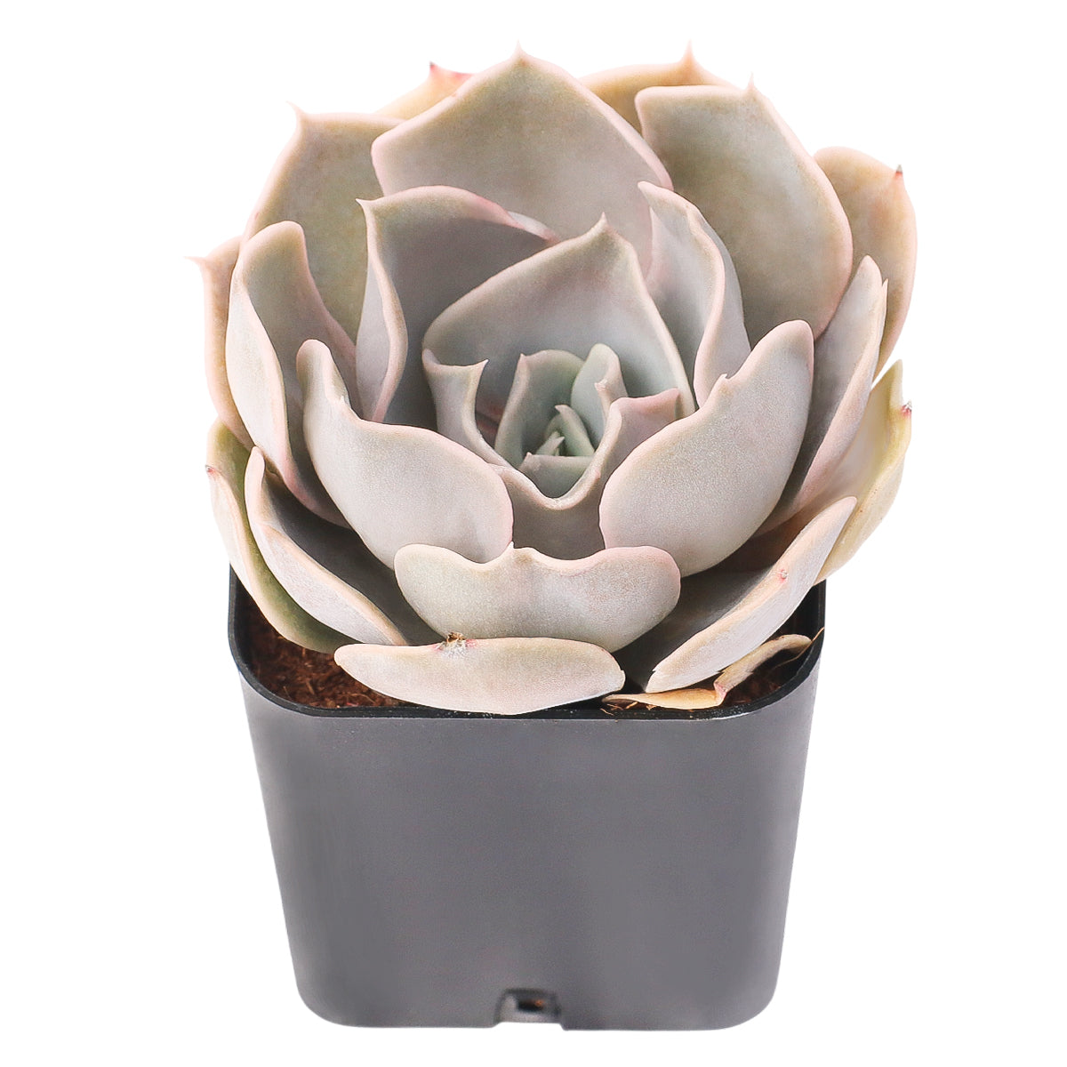 2 inch Echeveria Big Lilac, green succulents, indoor succulents, succulent care guide, buy succulents online