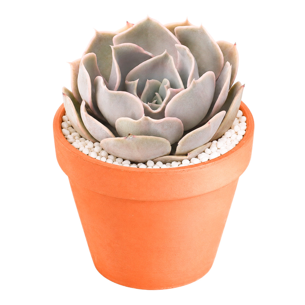 2 inch Echeveria Big Lilac, green succulents, indoor succulents, succulent care guide, buy succulents online