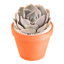 2 inch Echeveria Big Lilac, green succulents, indoor succulents, succulent care guide, buy succulents online